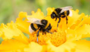 Pesticides damage the brains of baby bees, new research finds
